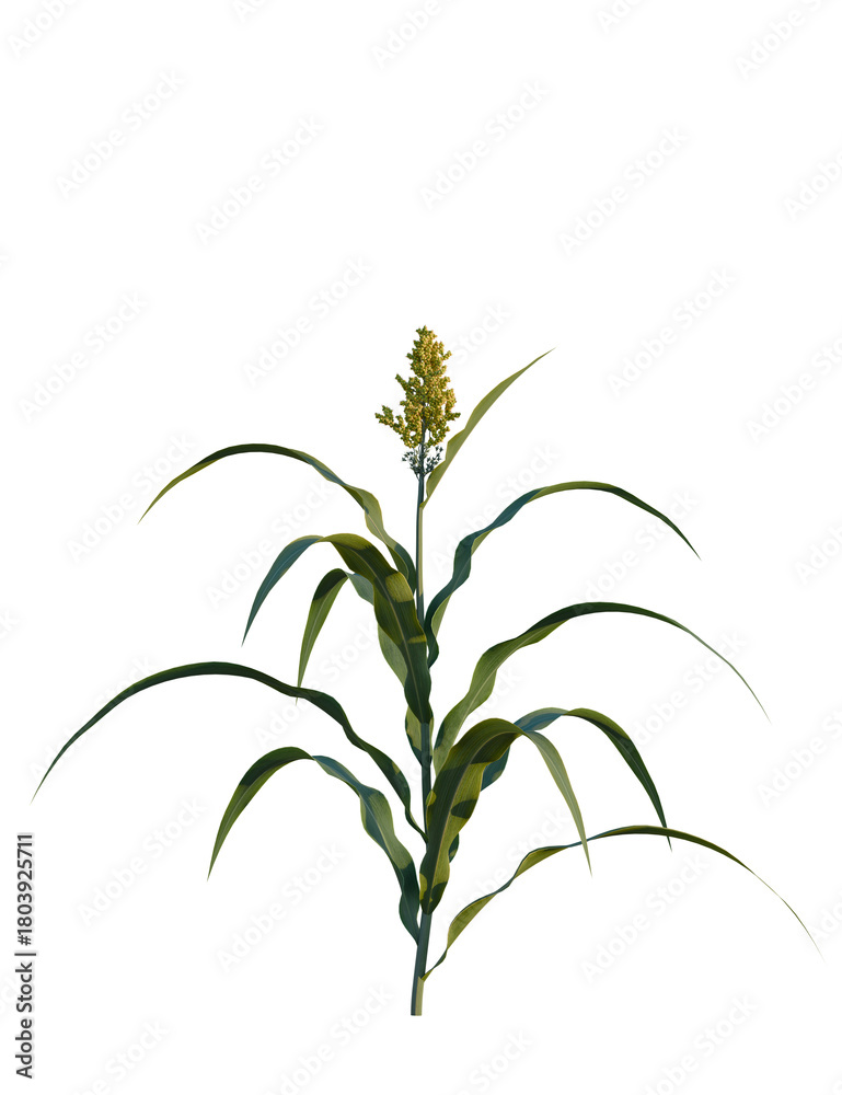 Fototapeta premium Sorghum bicolor tree, front view, cutout, transparent background, isolate, Vibrant green sorghum plant with flower head isolated on black background