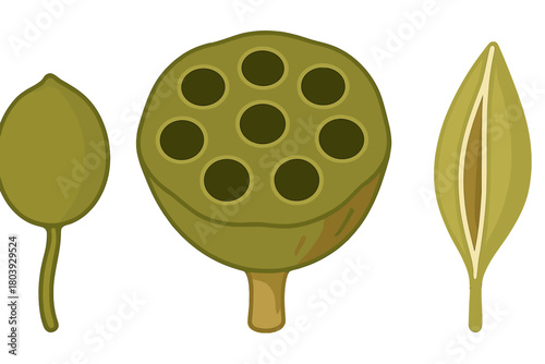 Detailed botanical study of green lotus seed pod and stylized plant structures