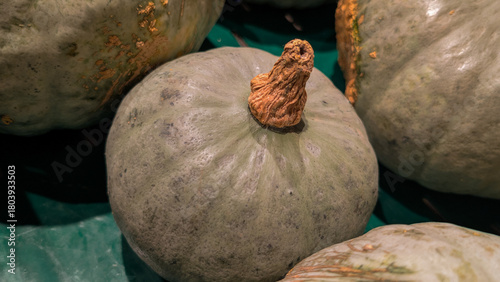 Gray winter squash close-up texture