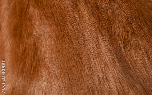 The texture of ginger domestic cat's fur