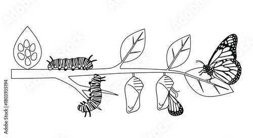 Life cycle of a butterfly shown as a series of stages on a branch, from eggs to adult.