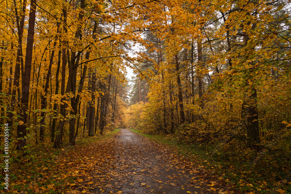 Fototapeta premium Empty road winding through vibrant autumn forest with tall trees and golden foliage. Nature landscape for background or design element.