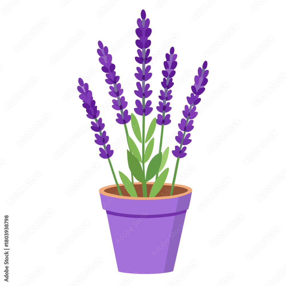 Fototapeta premium Vector Illustration of Violet Lavender flowers in pot on white background