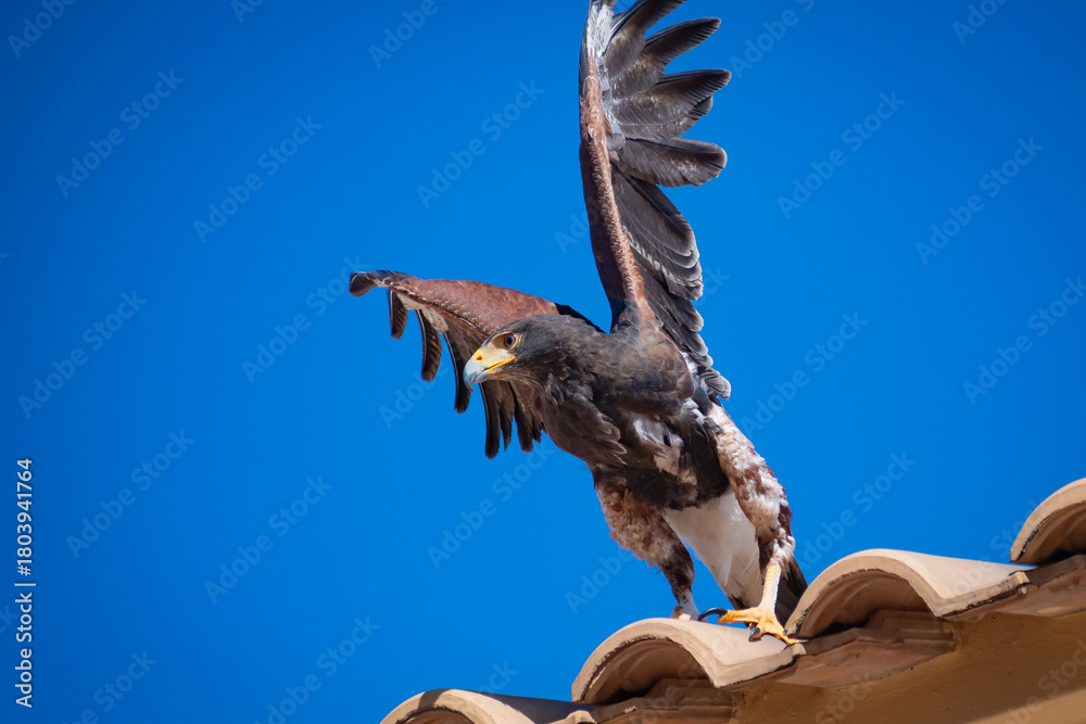 Fototapeta premium Harris's hawk (Harris Eagle) exhibition