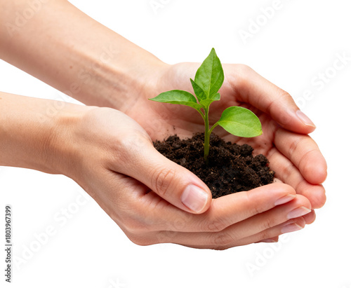Female Hands Holding Young Plant with Soil Isolated PNG