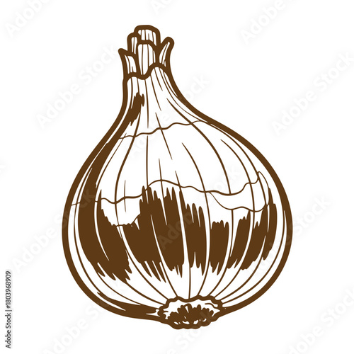 Brown onion detailed sketch vintage art illustration isolated on white background for culinary use