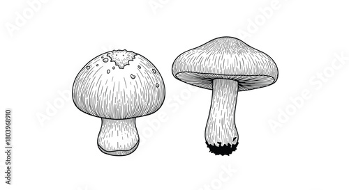 Two detailed mushroom illustrations side by side in black and white.