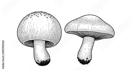 Detailed illustration of two edible mushrooms perfect for culinary projects.