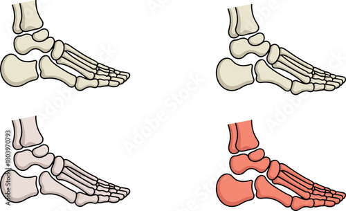Human foot bone anatomy illustrations showing skeletal structure, medical vector set for biology education, orthopedic diagrams, podiatry learning materials