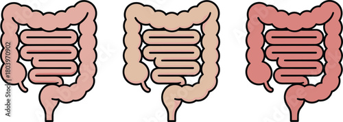 Large intestine illustration, colon anatomy vector, digestive system icon, human gut diagram, medical organ graphic, gastrointestinal artwork, educational biology drawing