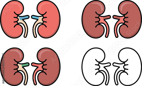 Human kidneys illustration, renal system anatomy, medical organ graphic, kidney pair vector, healthcare biology artwork, urinary system diagram, anatomical kidney icons