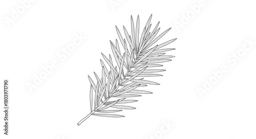 Detailed monochrome illustration of a pine tree branch isolated on white background.