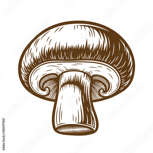 Detailed brown sketch illustration of a delicious fresh champignon mushroom for food design