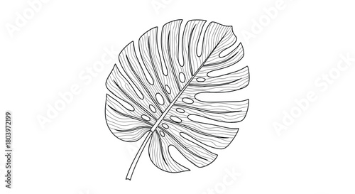 Detailed illustration of a tropical monstera leaf with intricate veins.