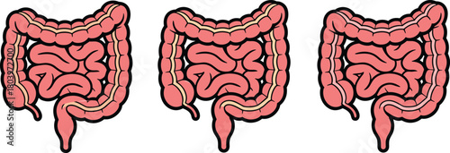Human intestines illustration, digestive system anatomy, medical organ graphic, intestinal health icon, biology vector drawing, colon and gut structure artwork
