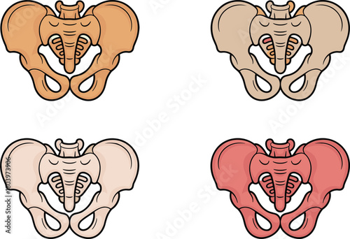 Human pelvis bone vector set, anatomical pelvic skeleton illustrations for medical study, healthcare education, anatomy charts, orthopedic and biology projects.