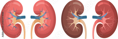 Kidney anatomy vector illustrations set, human renal system organs, medical kidney diagram, nephron structure graphic icons for health and biology education.