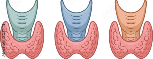 Thyroid gland anatomy illustration set, medical endocrine organ vector, thyroid hormone system diagram, human neck anatomy educational graphic.