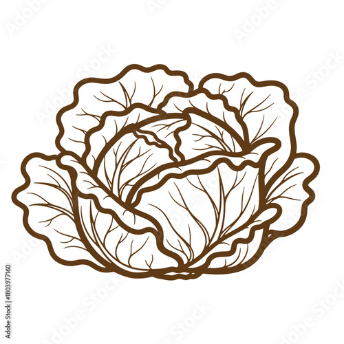 Detailed sketch of a fresh cabbage head illustration in vintage art style