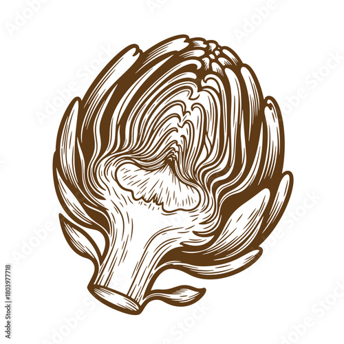 Detailed vintage art sketch of an artichoke with intricate lines on a white background