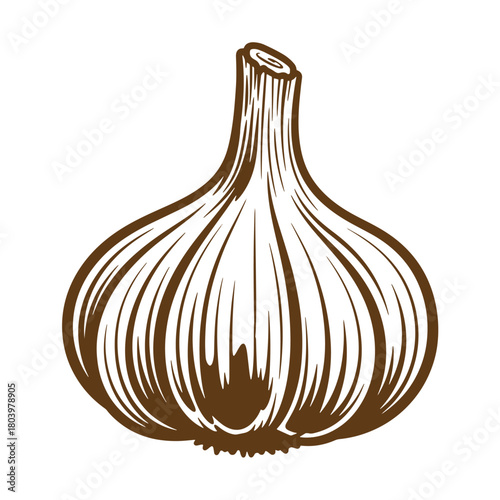 Detailed vintage sketch of a fresh garlic bulb isolated on white background