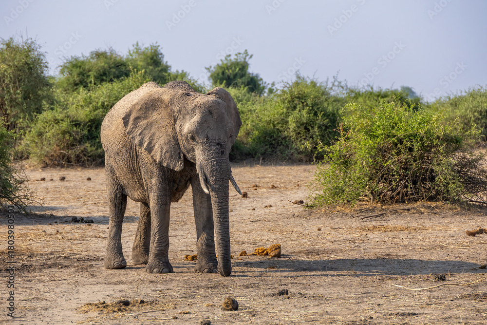 Fototapeta premium elephant in the wild of chobe national park, botsuana
