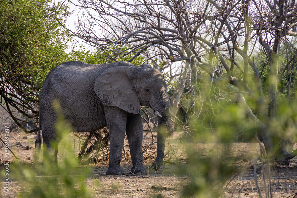 Obraz premium elephant in the wild of chobe national park