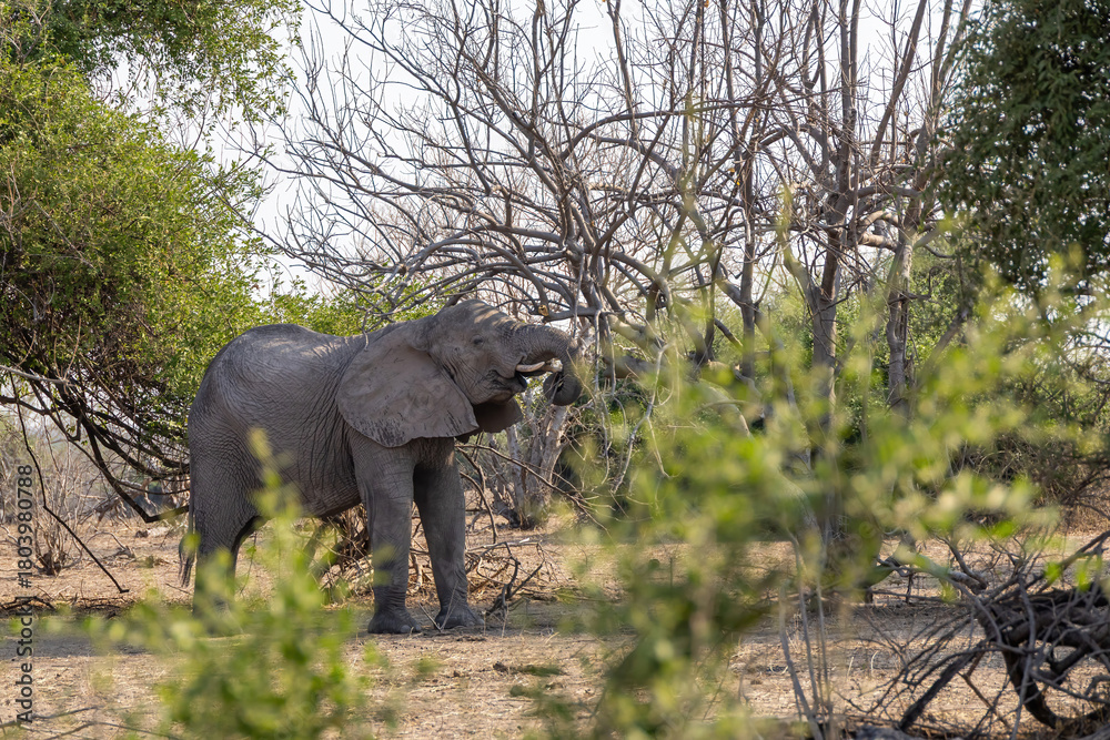 Fototapeta premium elephant in the wild of chobe national park