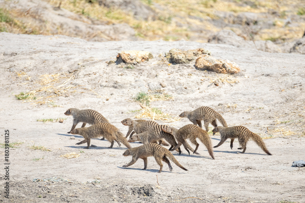 Fototapeta premium zebra mongooses in the wild of chobe region