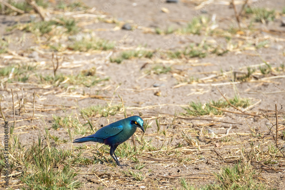 Obraz premium Blue-eared glossy starling perching on ground