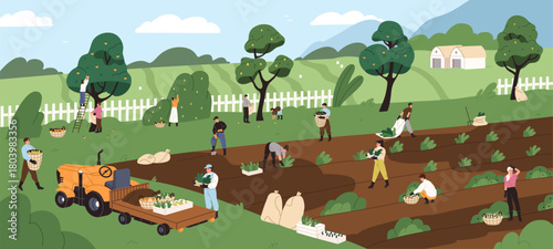 Farmers are gathering harvest of fruit and vegetables. Farm workers pick up crop into tractor. People collect apples, cultivate soil. Agriculture landscape, countryside. Flat vector illustration