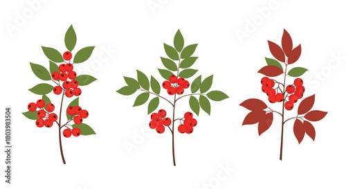 Three branches of rowan trees with vibrant red berries and varying leaf colors, showcasing autumn's transition and natural beauty in a simple illustration.