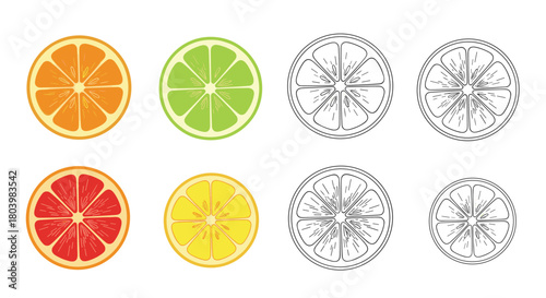 A vibrant collection of citrus fruit slices, including oranges, limes, grapefruits, and lemons, presented in both full color and line art styles.