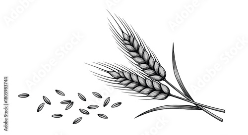 Detailed illustration of wheat stalks and scattered grains, showcasing the agricultural importance of this cereal crop and its natural form.