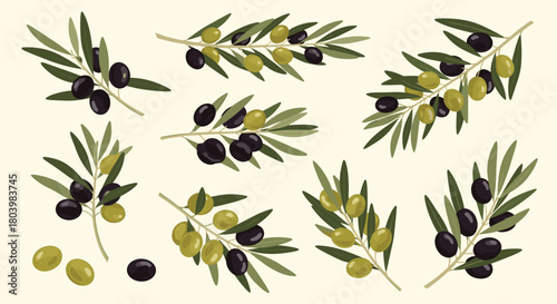 A collection of olive branches with both green and black olives, showcasing the fruit and foliage in a botanical illustration style.