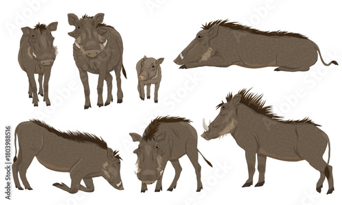 A set of common warthogs Phacochoerus africanus. Adult warthogs and their babies. Realistic vector animals of Africa.