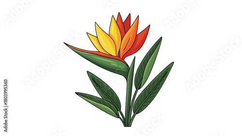 A Bird of Paradise flower with vibrant orange and yellow petals and green leaves