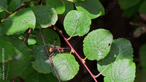 Asian hornet (Vespa velutina)