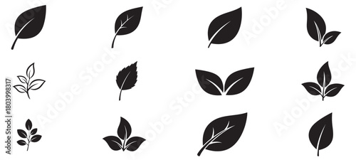 Set of leaves vector illustration, isolated nature botanical collection, organic foliage element, growth environment graphic, variety green plant design, decorative border
