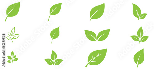 Set of leaves vector illustration, isolated nature botanical collection, organic foliage element, growth environment graphic, variety green plant design, decorative border