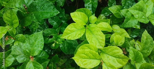 Bright green leaves covered in fresh raindrops, creating a vivid natural texture. The mix of light and dark foliage adds depth, freshness, and a vibrant tropical atmosphere.