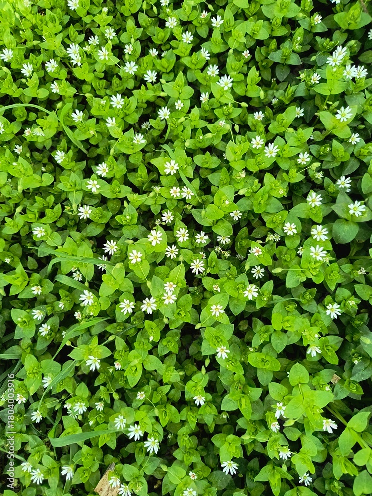 Fototapeta premium Vibrant green ground cover dotted with white flowers in a sunny outdoor setting during springtime