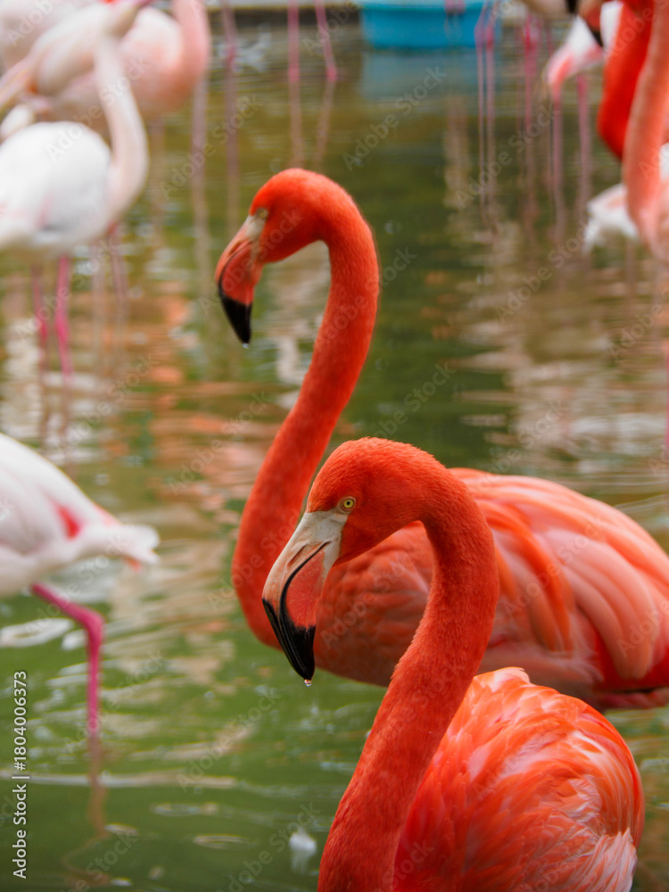 Obraz premium 神戸市立王子動物園のフラミンゴ