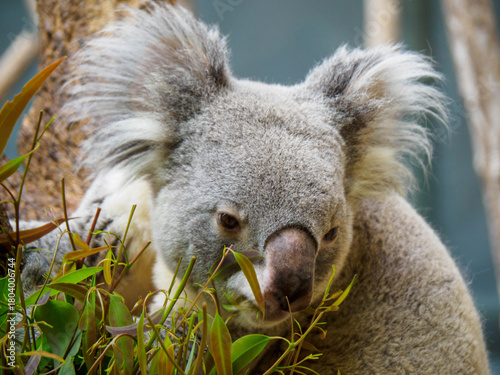 Photography 神戸王子動物園のコアラ