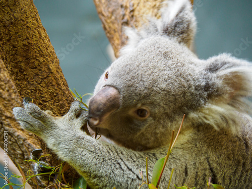 Photography 神戸王子動物園のコアラ