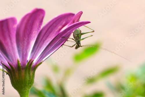 grasshopper on a flower