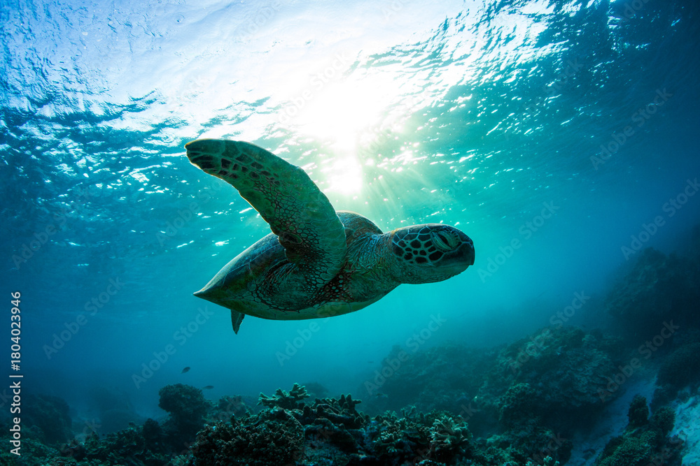 Obraz premium A beautiful green sea turtle swimming over coral reef in a shallow lagoon. Photographed on a bright warm sunrise in the tropical clear waters on the Great Barrier Reef, Qld Australia.