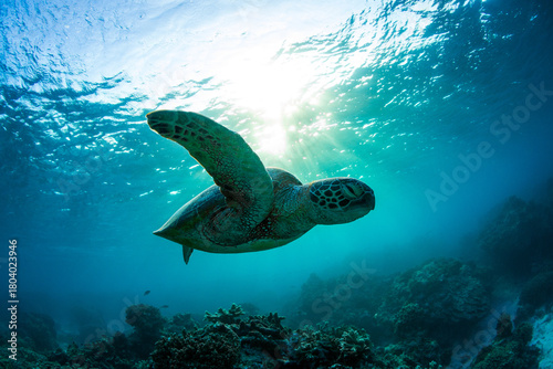 Fototapeta Naklejka Na Ścianę i Meble -  A beautiful green sea turtle swimming over coral reef in a shallow lagoon. Photographed on a bright warm sunrise in the tropical clear waters on the Great Barrier Reef, Qld Australia.