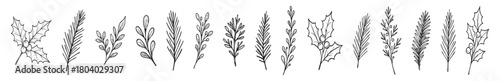 Black and white illustration of various holiday foliage, including holly and pine sprigs, isolated on white background. concept of christmas, new year, seasonal decor, nature, design element