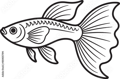 Guppy Fish Line Art, Coloring Book Page Line Art Drawing, Vector and Illustration